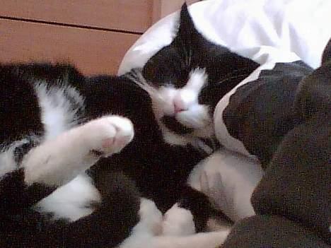 Blanding af racer Manse (Død) R.I.P billede 1