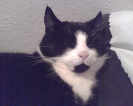 Blanding af racer Manse (Død) R.I.P billede 2