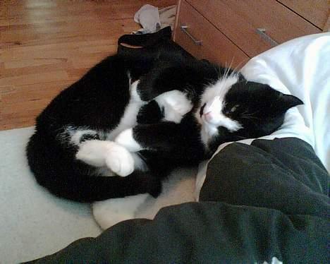 Blanding af racer Manse (Død) R.I.P billede 3