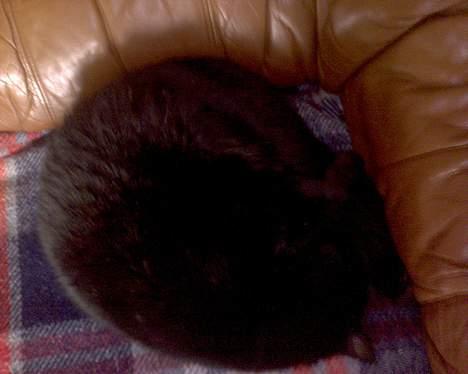 Huskat Benji *Nye billeder* billede 7