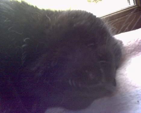 Huskat Benji *Nye billeder* billede 8