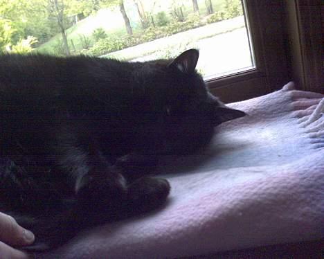 Huskat Benji *Nye billeder* billede 9