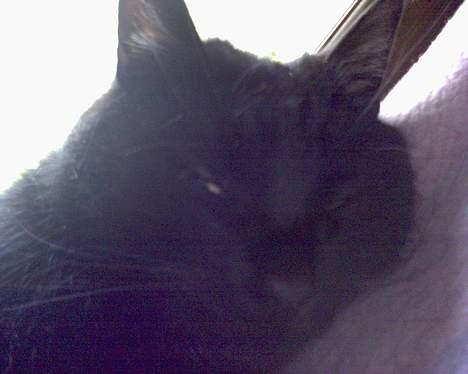 Huskat Benji *Nye billeder* billede 10