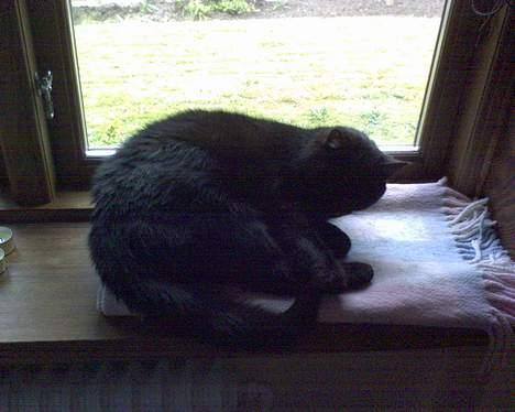 Huskat Benji *Nye billeder* billede 11