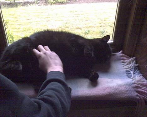 Huskat Benji *Nye billeder* billede 12