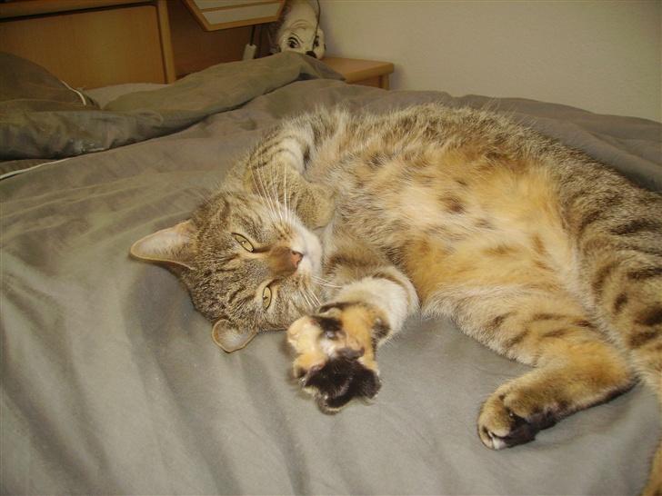 Huskat musen - håå giv mig lige hånden engang billede 1