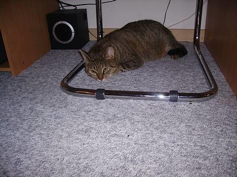Huskat musen - hehe jeg sover billede 2