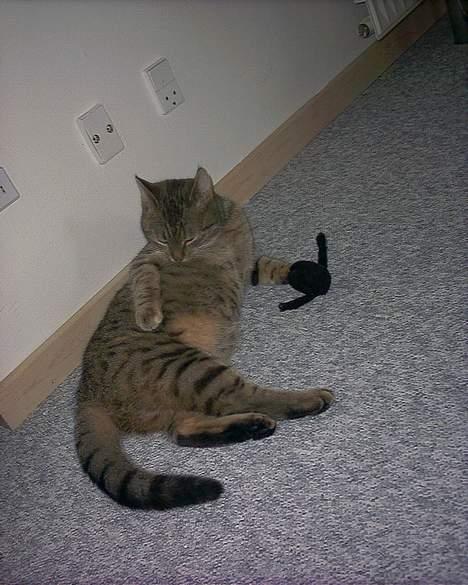 Huskat musen - Her vasker jeg mig lige lidt, og se hvor pæn jeg bliver billede 3