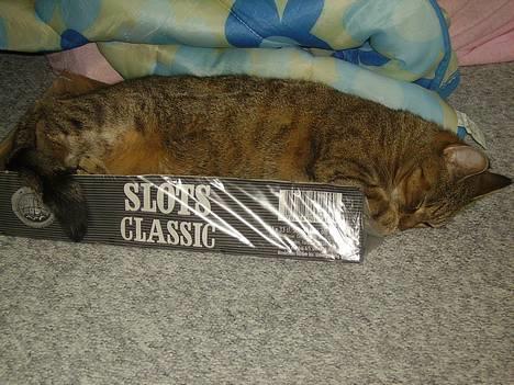 Huskat musen - her slapper jeg bar af billede 4