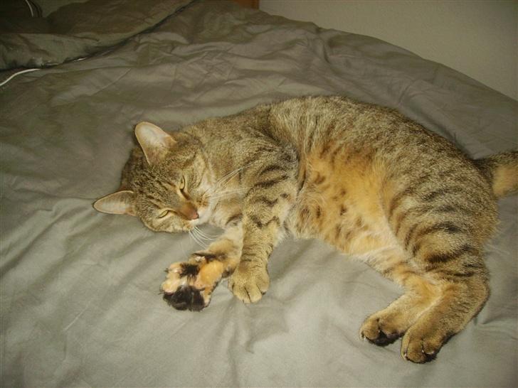 Huskat musen - Her ligger jeg og daser billede 5