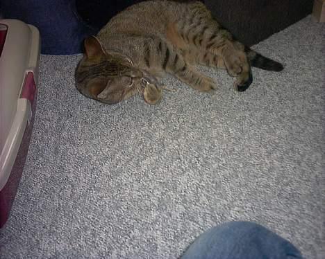 Huskat musen - jeg spiser stolt min legetøjs mus. billede 6