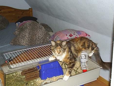 Maine Coon Supernova`s Ayla billede 12