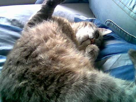 Huskat Anton *DØD* - ahhhh der er nu intet som en god lur billede 13