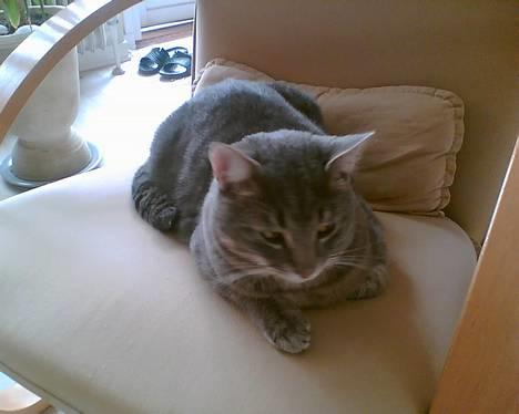 Huskat Anton *DØD* - lad mig være jeg prøver at sove.... billede 14