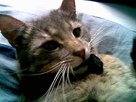 Huskat Anton *DØD* - ups opdaget billede 15