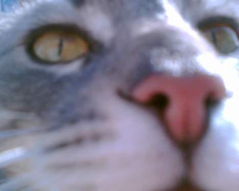 Huskat Anton *DØD* - mmm du dufter godt... billede 16