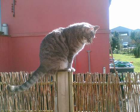 Huskat Anton *DØD* - uh der er langt ned.. billede 17