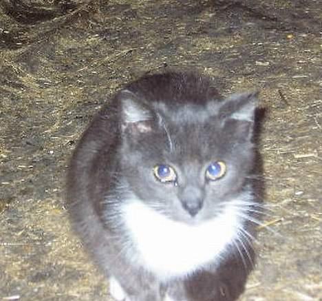 Huskat kitten - sidder li og putter sig lidt og er så dejlig.. billede 1