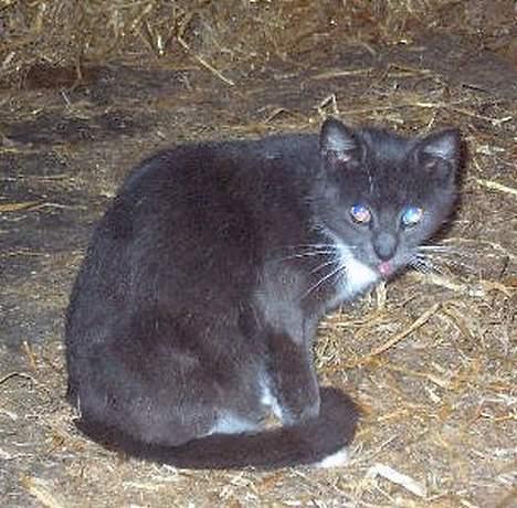 Huskat kitten - fy-fy.. ikk række tyng.. hihih billede 2