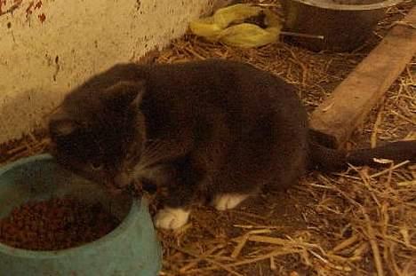 Huskat kitten - "ingen må ta min mad.. det er FY!! " hiihih.. hun er måske lidt madglad.. men hun er den dejligeste madglade kat ever<33 billede 3