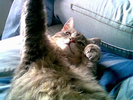 Huskat Anton *DØD* - moar altså billede 18