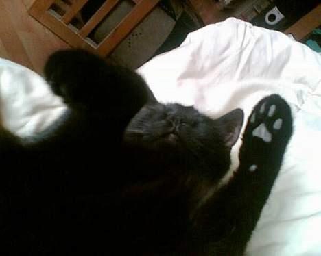 Blanding af racer † Lille mis † - lille mis sover lidt...! sødt ikk...? billede 13