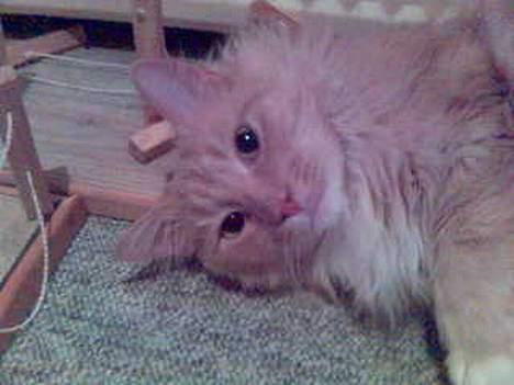 Maine Coon trold - trold´s smukke hoved...! billede 9