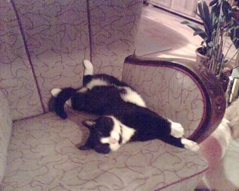 Blanding af racer Manse (Død) R.I.P billede 4