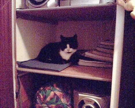 Blanding af racer Manse (Død) R.I.P - Han Elsker At Ligge I Mit Skab billede 5