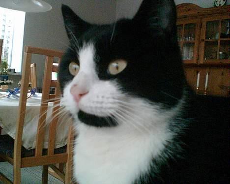 Blanding af racer Manse (Død) R.I.P billede 6