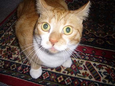 Huskat bella - se lige mig er jeg dog ikk sød..?? billede 11