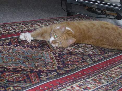 Huskat bella - godmorgen.. :) billede 12