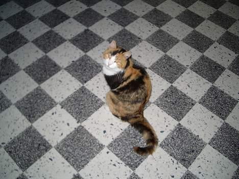 Huskat Mille billede 8