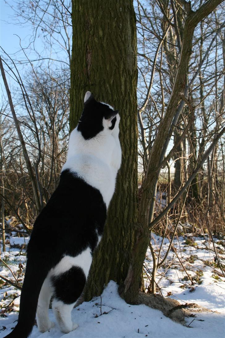 Huskat Pjuske <3  R.I.P - 2009 billede 19