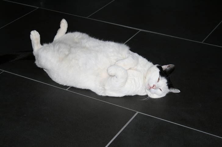 Huskat Pjuske <3  R.I.P - 2009 billede 20