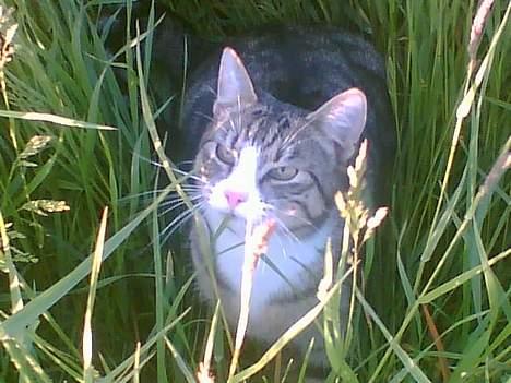 Huskat Sofus <3 - Jeg gemmer mig lige i græsset .. :b billede 17