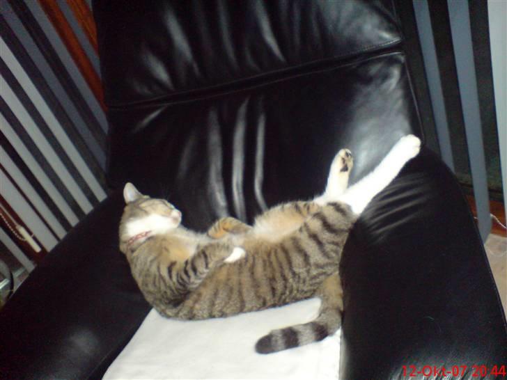 Huskat Sofus <3 - nyt., haha billede 18