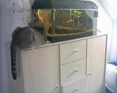 Huskat musen - her får jeg meget tid til at gå ;) billede 7