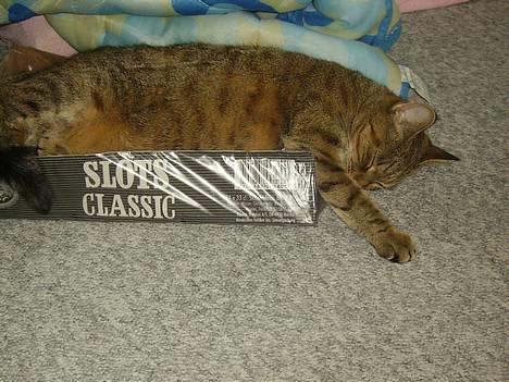 Huskat musen - er bare så vild med kasser billede 8