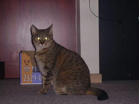 Huskat musen - ja kan oz sidde pænt når mor tager billeder billede 9