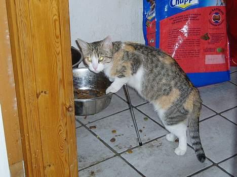 Huskat Mini - Mon hundens mad er bedre end mit!! billede 14