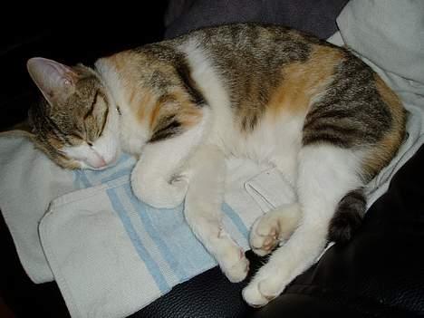 Huskat Mini - Middagslur er godt!! billede 15