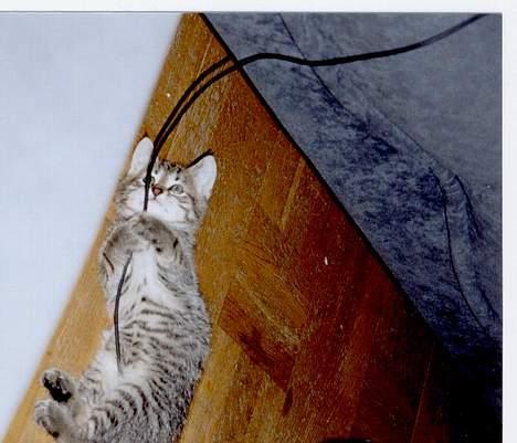 Blanding af racer tiger - Mor og far elsker bare når jeg skal lege med alle deres sjove ledninger.... billede 6