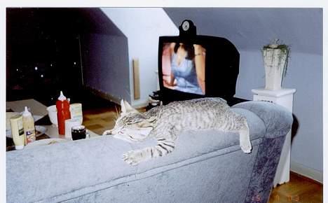 Blanding af racer tiger - Alle kan jo pludselig blive trætte....ZZZZ billede 7