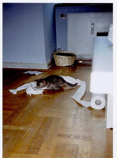 Blanding af racer tiger - Intet er bedre end en rulle toiletpapir.... billede 9