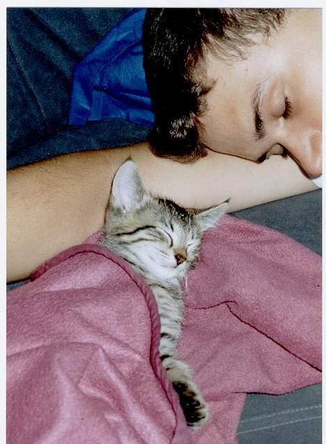 Blanding af racer tiger - Hvor er det dejligt at få en lur med far.... billede 10