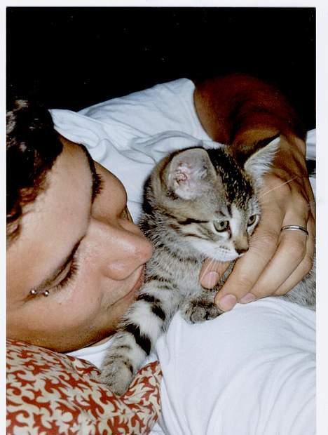 Blanding af racer tiger - Nu må jeg hellere ud og lave ballade igen.... billede 11