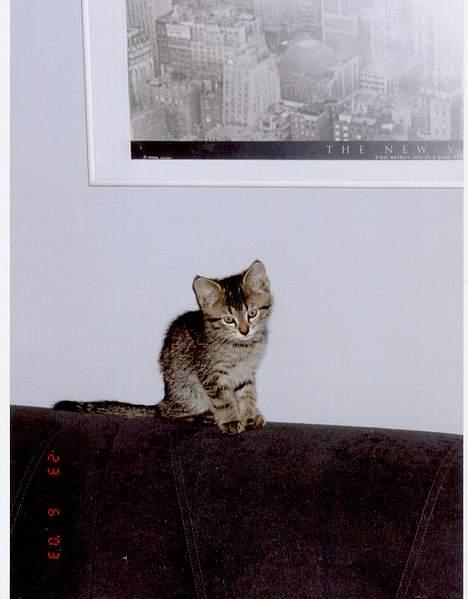 Blanding af racer tiger - Engang var jeg lille og meget forsigtig.....Men det var den gang.... billede 12