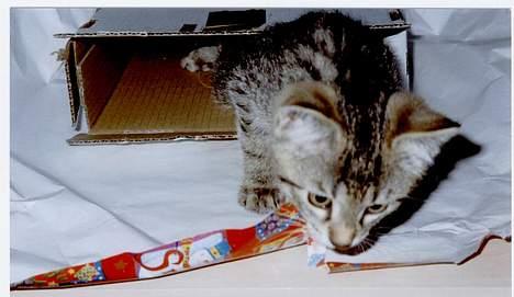 Blanding af racer tiger - Det er så sjovt at få gaver.....Især gavepapiret.... billede 13