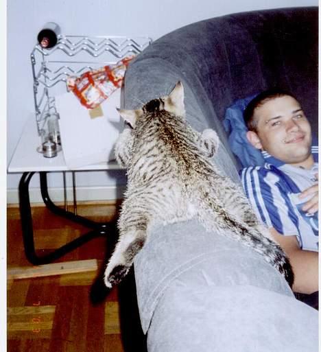 Blanding af racer tiger - Kan man ligge mere behageligt????? billede 14